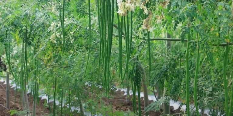 Read more about the article सहजन (Moringa): आयुर्वेदिक दृष्टिकोण से अद्वितीय औषधीय गुण, सुपरफूड